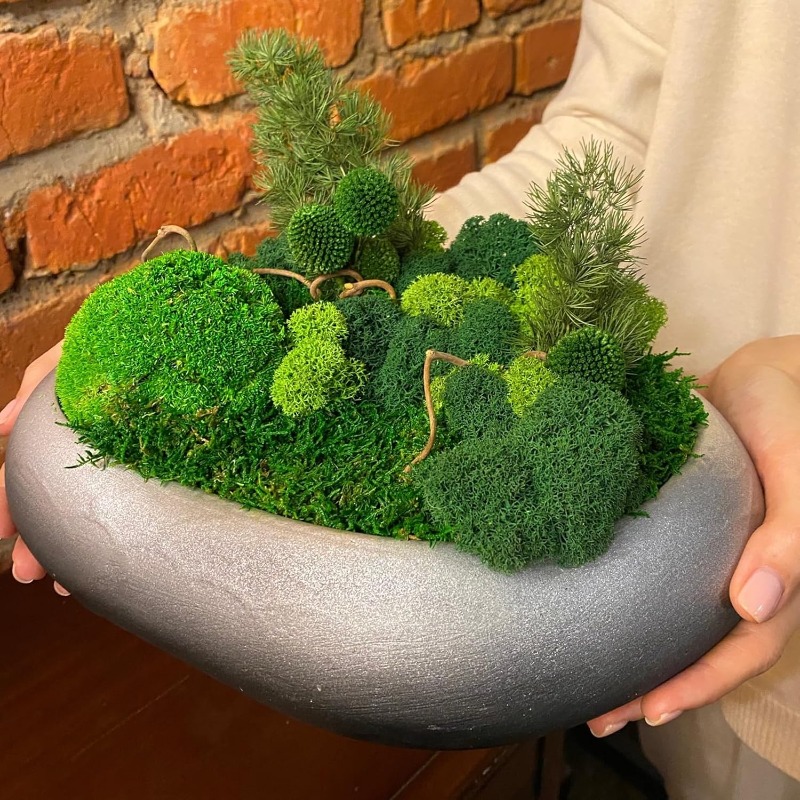 نباتات خضراء اصطناعية، طحالب د - مراجعة Sphagnum Moss Dry وسعره