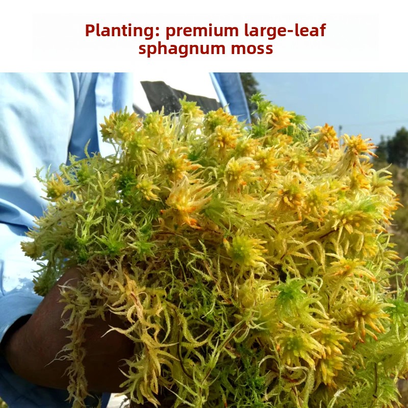 طحلب السفاغنوم المجفف من الدرج - مراجعة Sphagnum Moss Dry وسعره