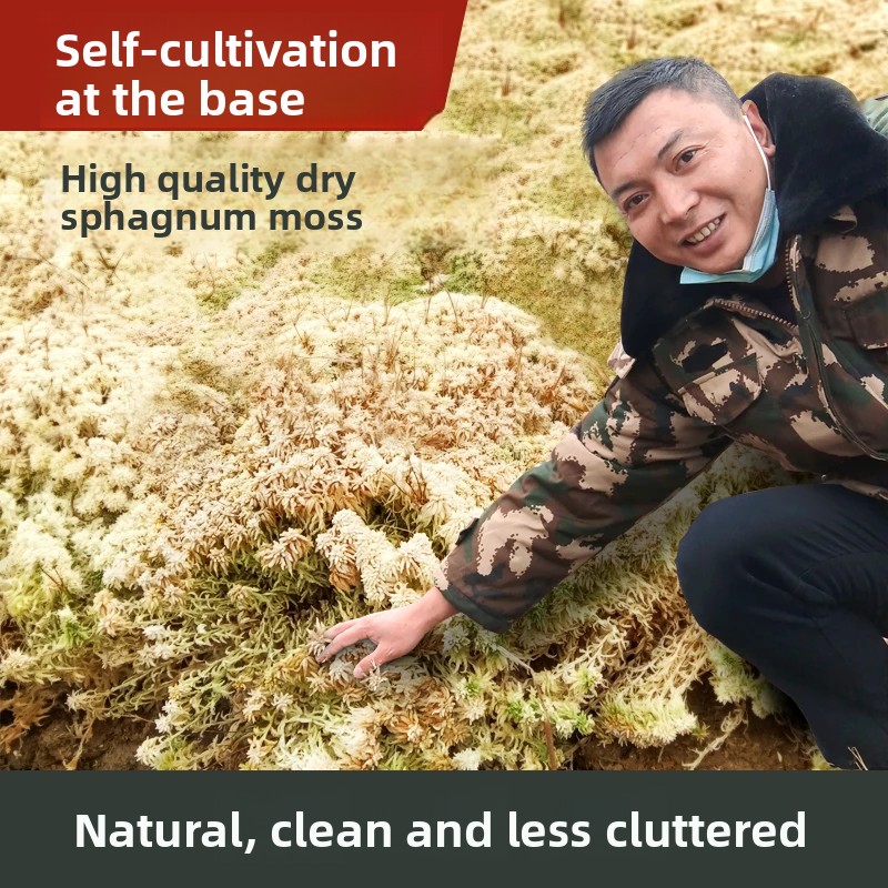 طحلب السفاغنوم المجفف من الدرج - مراجعة Sphagnum Moss Dry وسعره