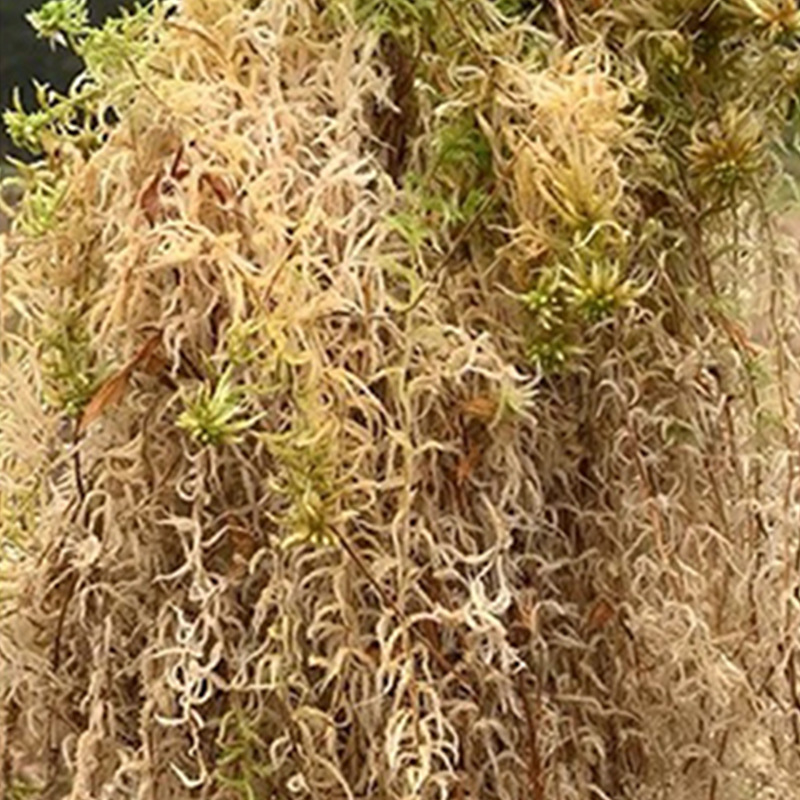 تربة طحالب السفاغنوم لتراريوم  - مراجعة Sphagnum Moss Dry وسعره