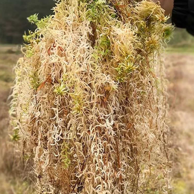 تربة طحالب السفاغنوم لتراريوم  - مراجعة Sphagnum Moss Dry وسعره