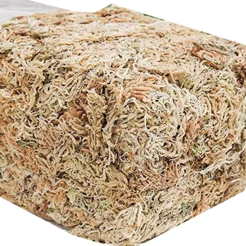 تربة طحالب السفاغنوم لتراريوم  - مراجعة Sphagnum Moss Dry وسعره